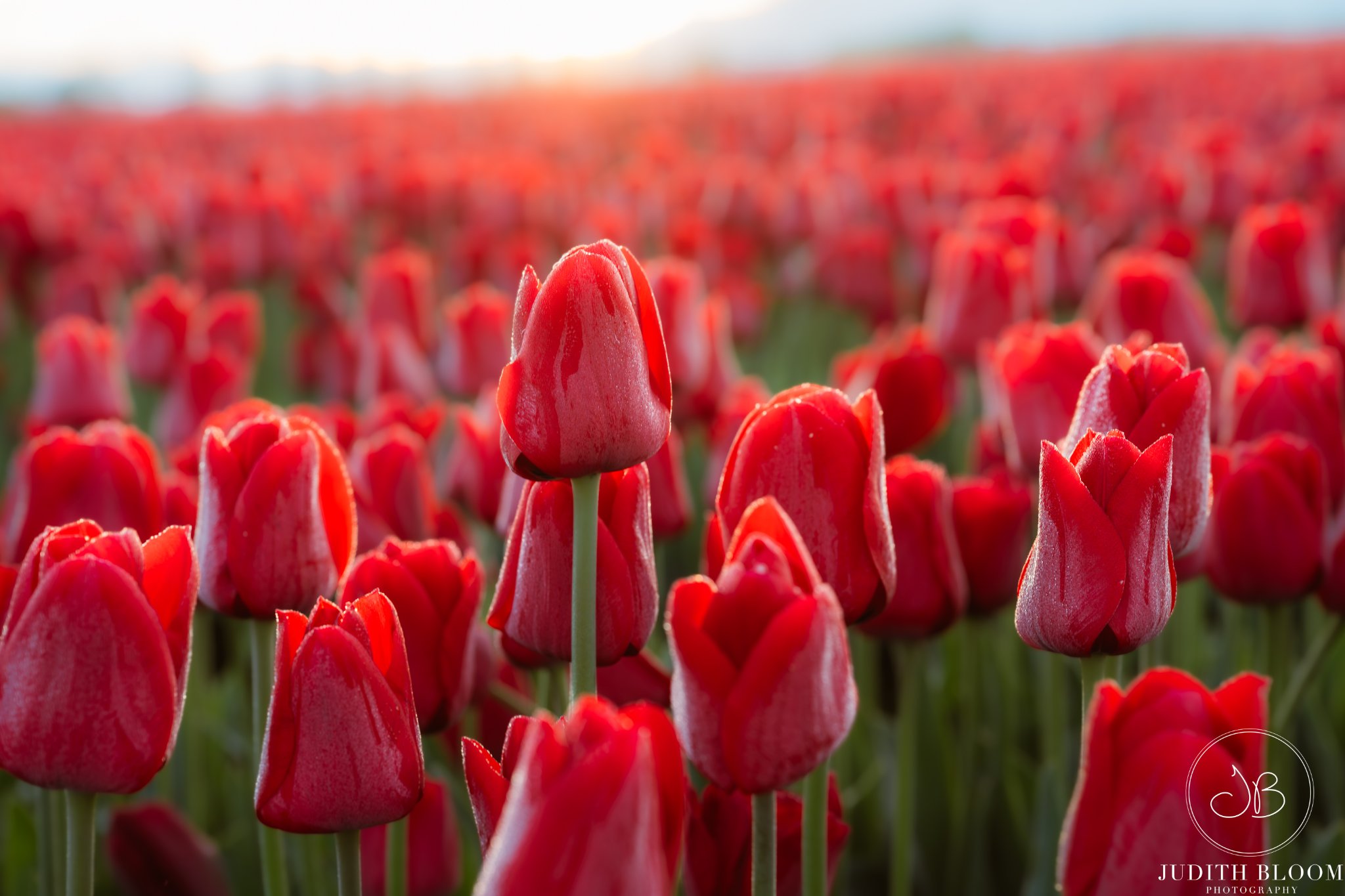 Red tulip field at sunrise